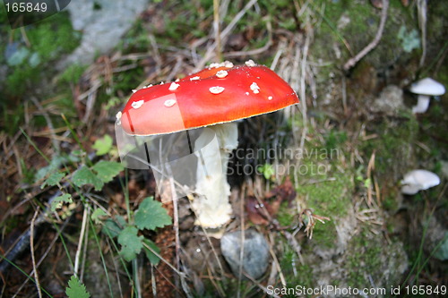 Image of Red-white fly agarics