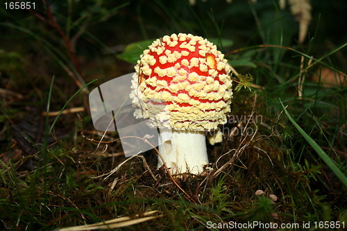 Image of Fly Agarics