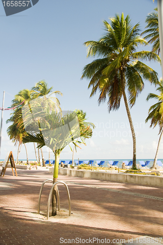 Image of waterfront promenade beach palm trees San Andres Island Colombia