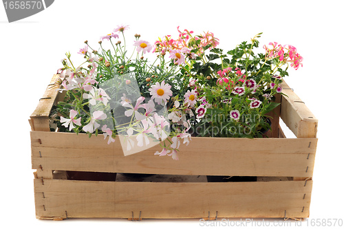 Image of flowers in a crate