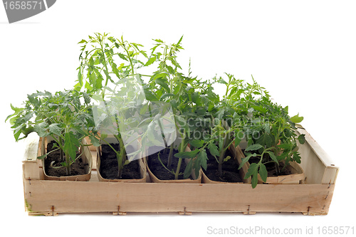 Image of Tomatoes seedling