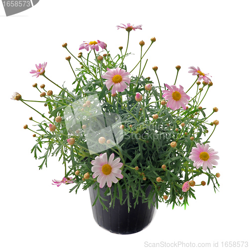 Image of pink daisies