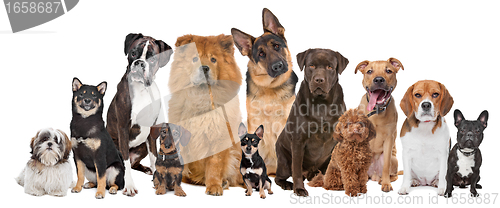 Image of Group of twelve dogs