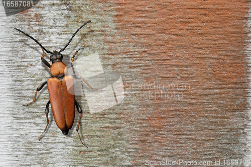 Image of Red Beetle