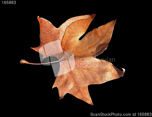 Image of Fall leaf