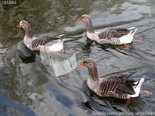 Image of 3 ducks