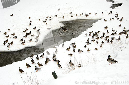 Image of ducks snow in winter near frozen river water flow 