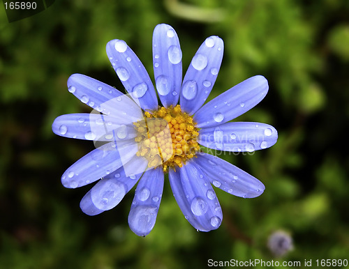 Image of Spring flower