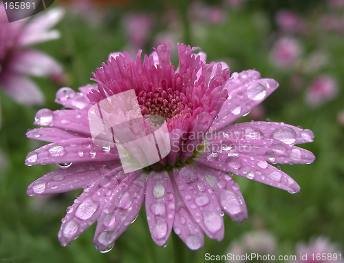 Image of Spring flower