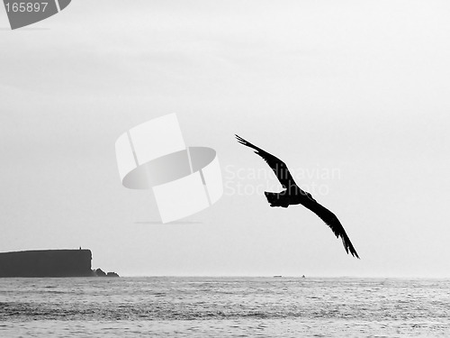 Image of Gull flying