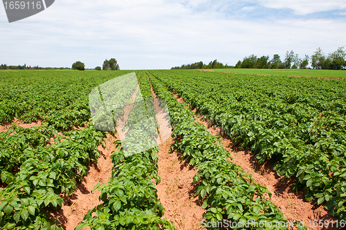 Image of Potato plants