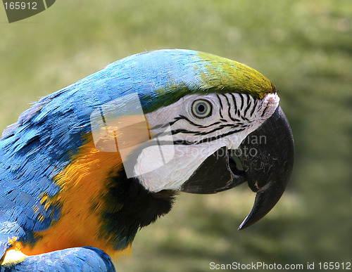 Image of Parrot