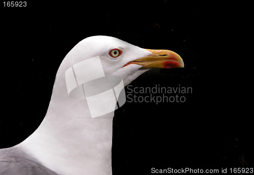 Image of Gull