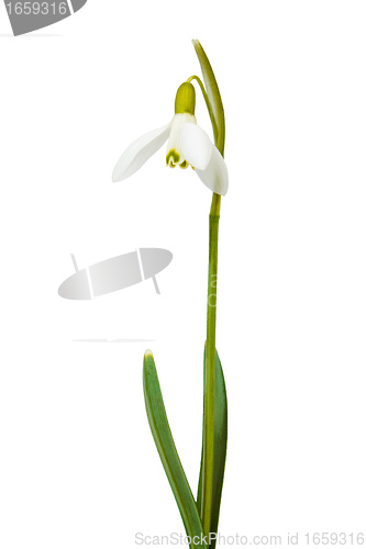 Image of snowdrop the first messenger of spring on white