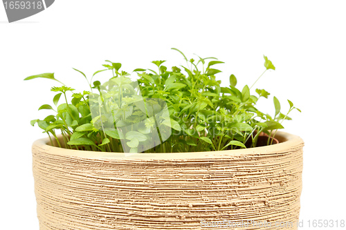 Image of Spring vegetable in ceramic pot on a white
