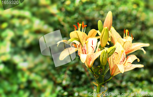 Image of yellow lily in bloom