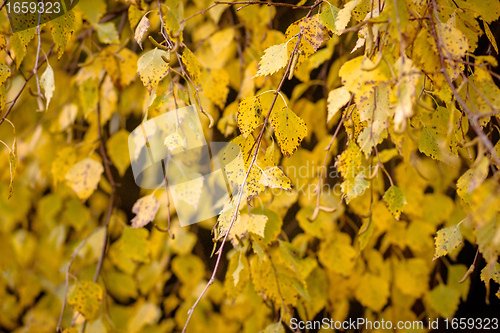 Image of Autumn colors of birch leaves 