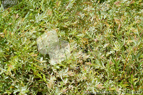 Image of green leaves texture  