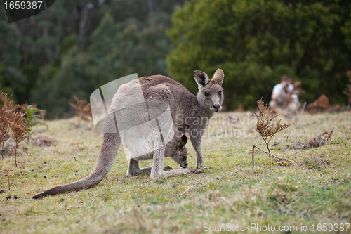 Image of Kangaroo