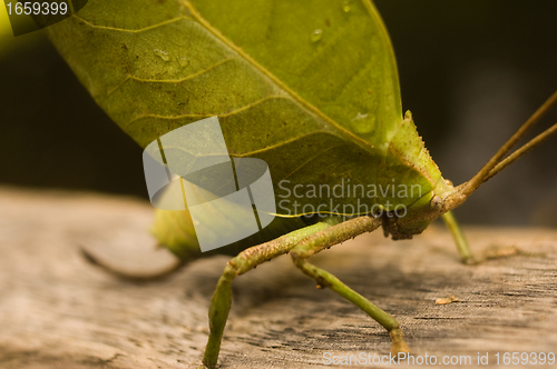 Image of LEAF-MIMICKING KATYDID