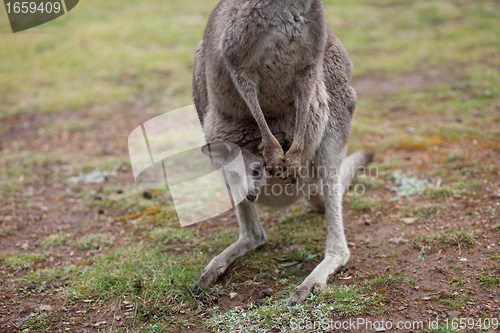 Image of Kangaroo with baby