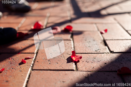 Image of Rose Petals