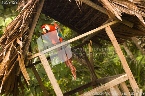 Image of Scarlet Macaw