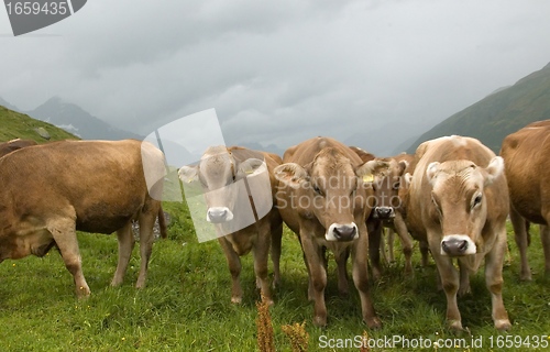 Image of Swiss milk cows