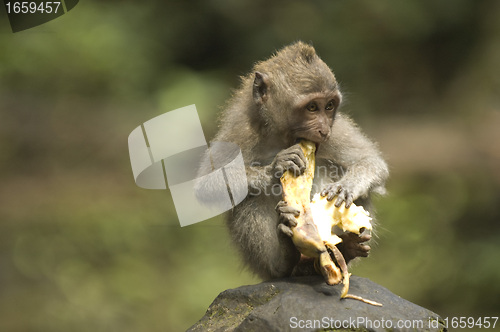 Image of Balinese Monkey