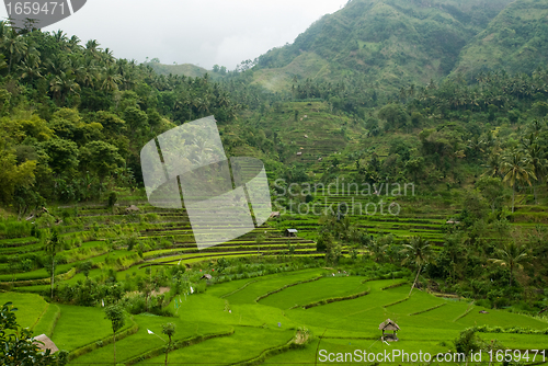 Image of Bali Valley