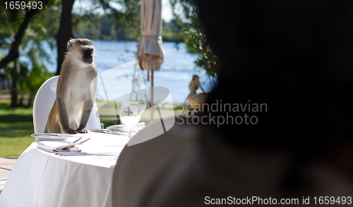 Image of Vervet Monkey