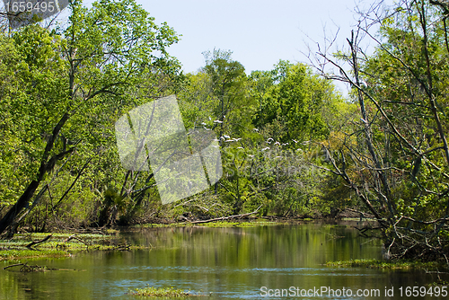 Image of Louisiana Bayou