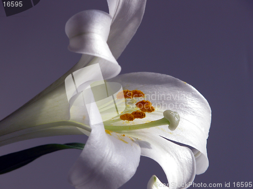 Image of Easter Lily