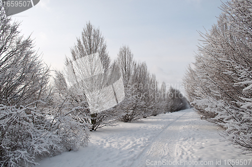 Image of Winter landscape