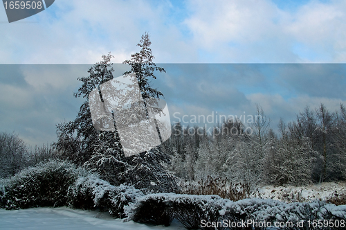 Image of Winter landscape