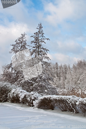 Image of Winter landscape