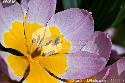 Image of Fly on the flower.
