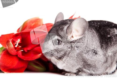 Image of gray chinchilla with red flower on the isolated white