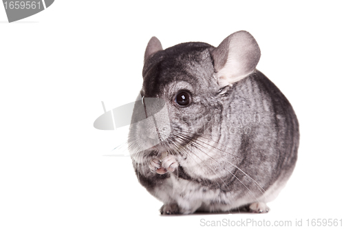 Image of Silver Chinchilla