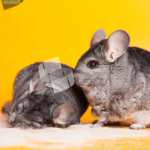 Image of Two Silver Chinchillas bathing in sand