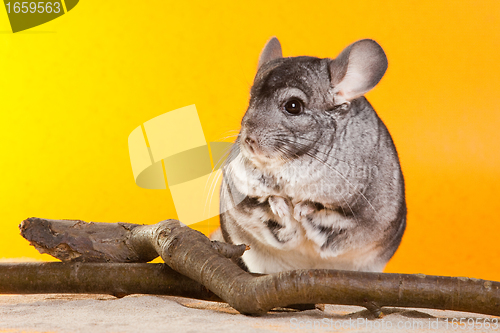 Image of Silver Chinchilla sitting near the branch