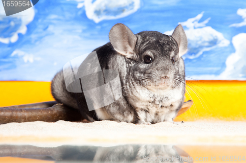 Image of Silver Chinchilla