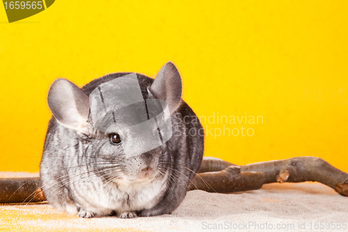 Image of Silver Chinchilla sitting near the branch