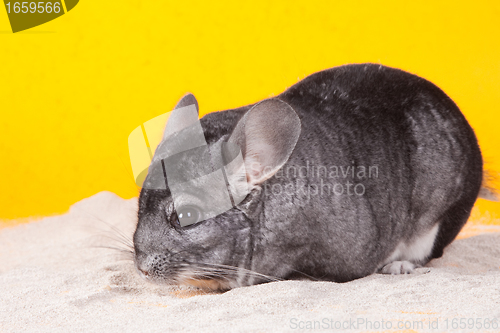 Image of Silver Chinchilla bathing in white sand