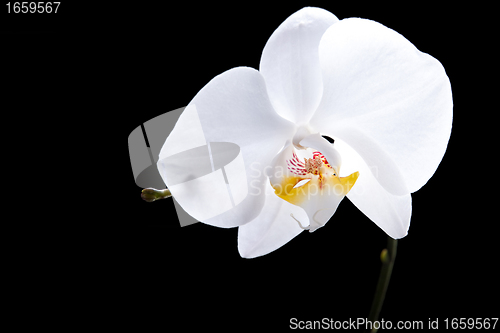 Image of White flower of orchid on isolated black