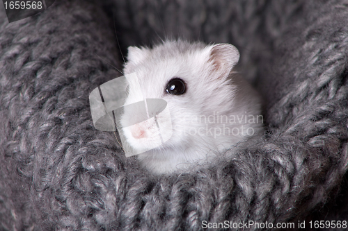 Image of white hamster sitting in a gray knitted scarf
