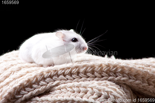 Image of Small white hamster sitting on a beige knitted scarf