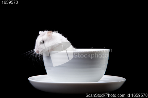 Image of white hamster in cup on isolated black
