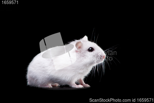 Image of white hamster on isolated black