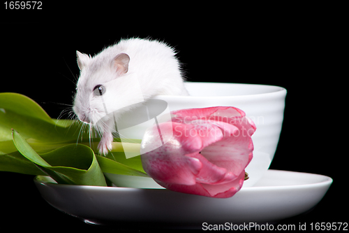 Image of white hamster with cup and pink tulip on isolated black